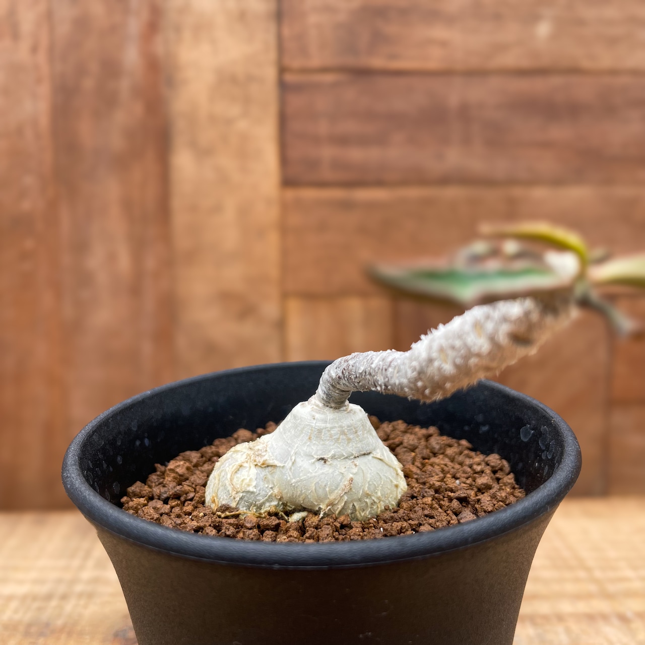Euphorbia ambovombensis【ユーフォルビア・アンボボンベンシス】