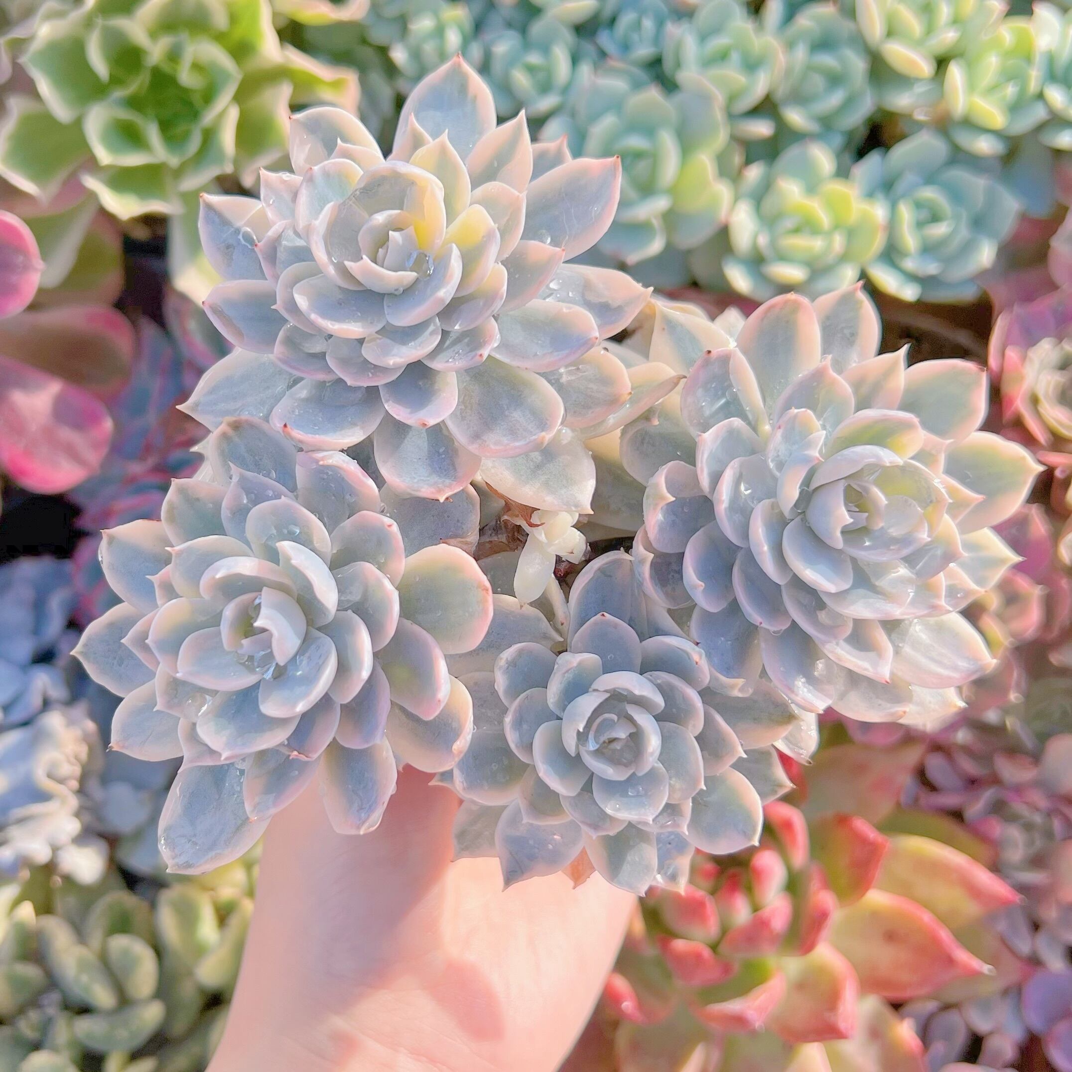 現品　サブセリス錦#016   群生　るる農園