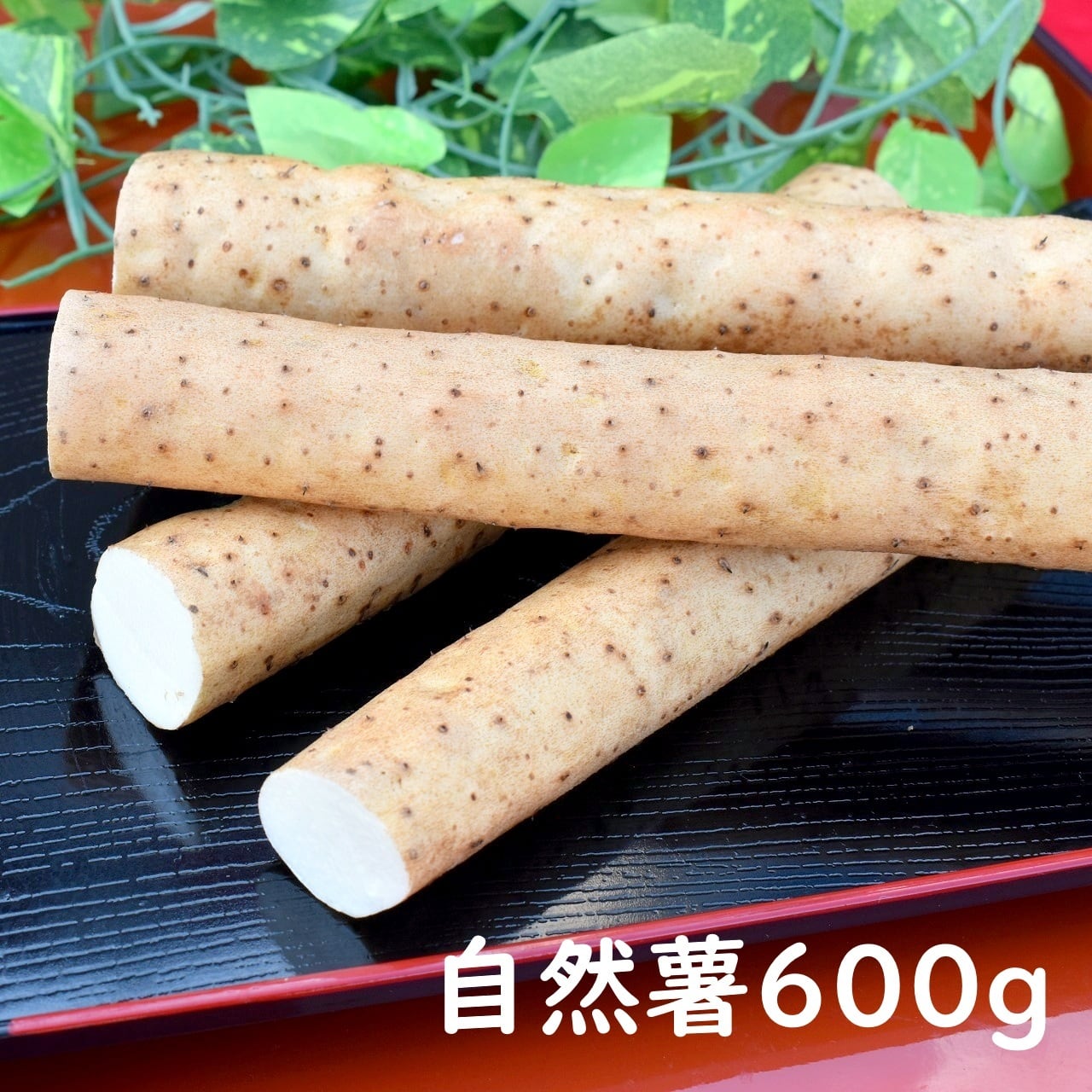 静岡県産 自然薯 600g 下処理済 冷蔵 | 山の貴婦人公式オンライン