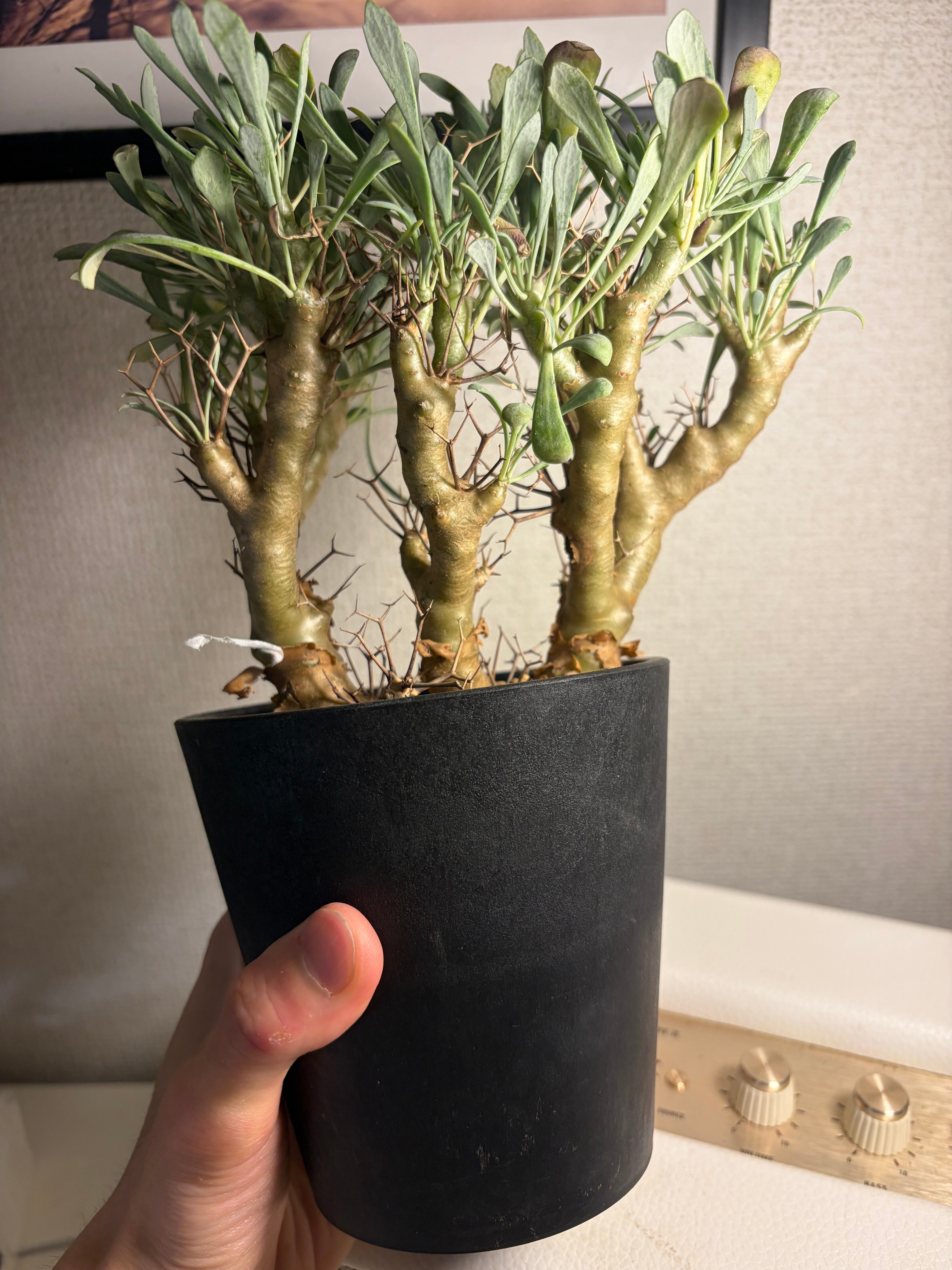 【黒鬼城】オトンナ ユーフォルビオイデス チレコドン レディキュラータス塊根植物 黒鬼城】オトンナ ユーフォルビオイデス チレコドン レディキュラー