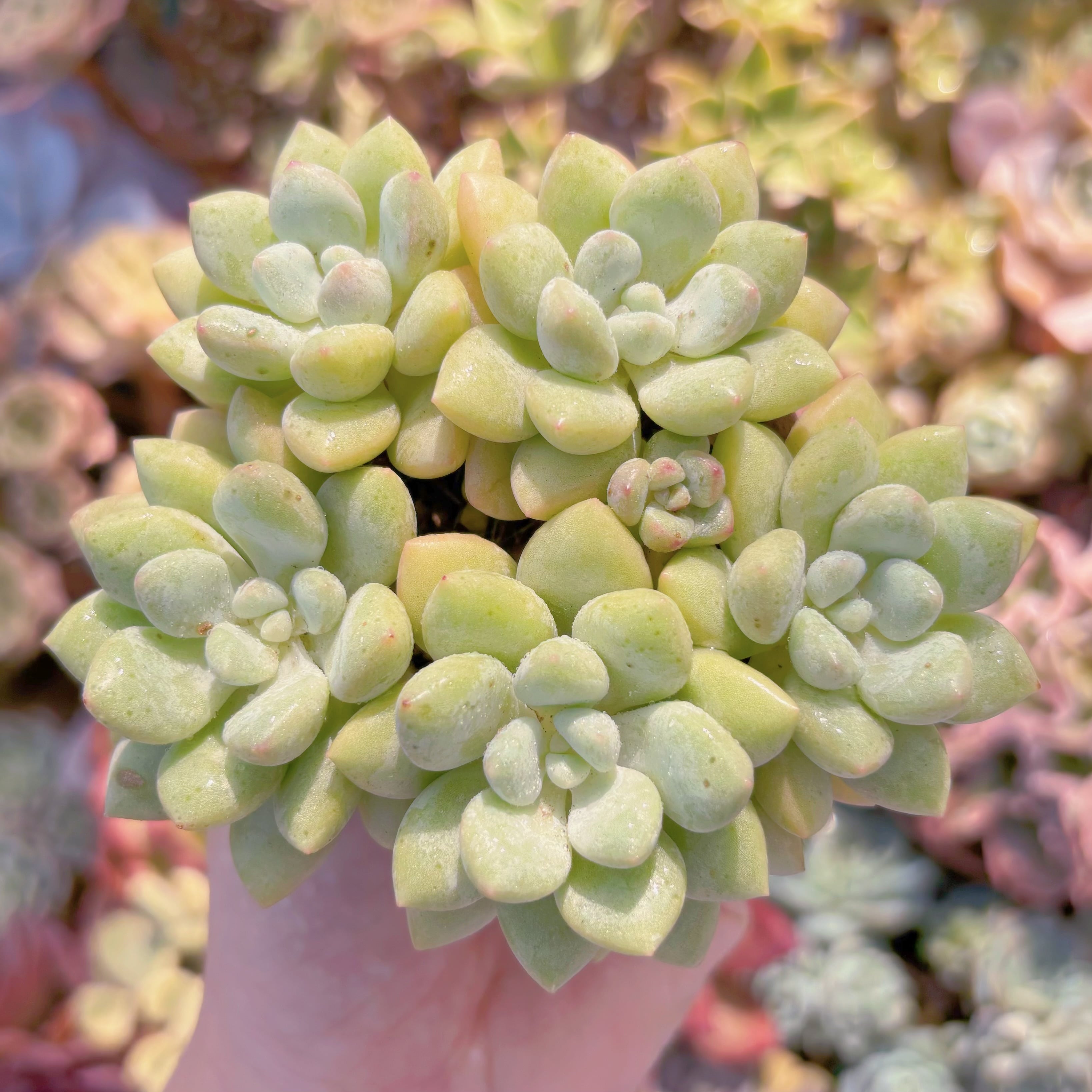 多肉植物　チューインガム　群生　新入荷　るる農園