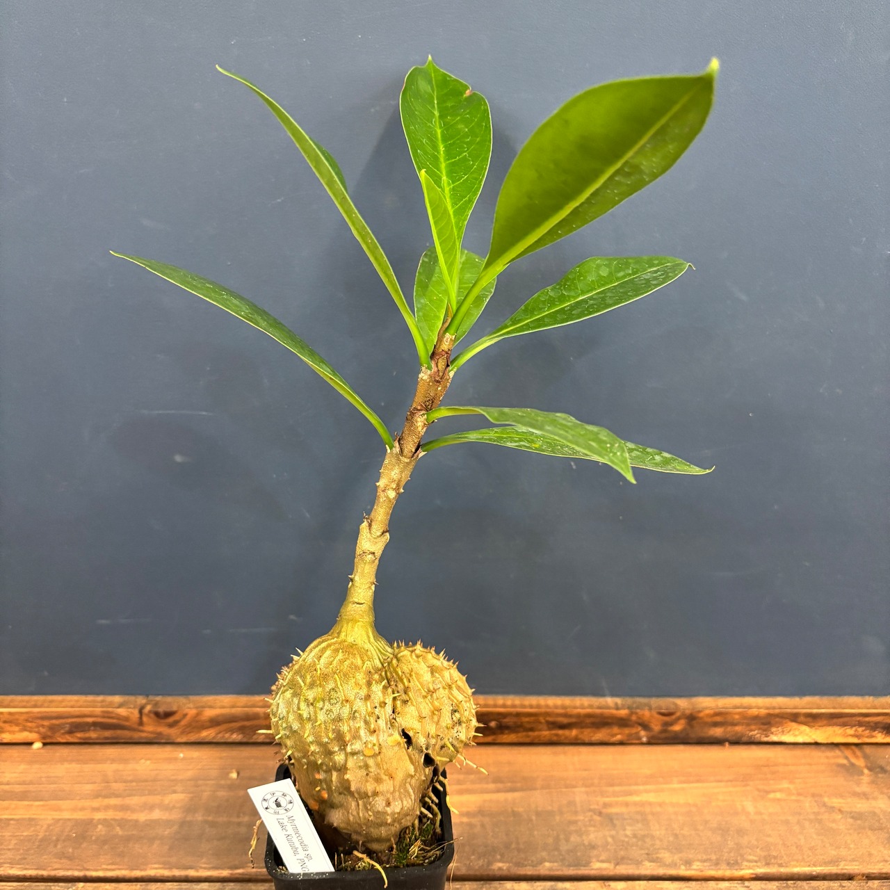 ミルメコディア　sp.【510】