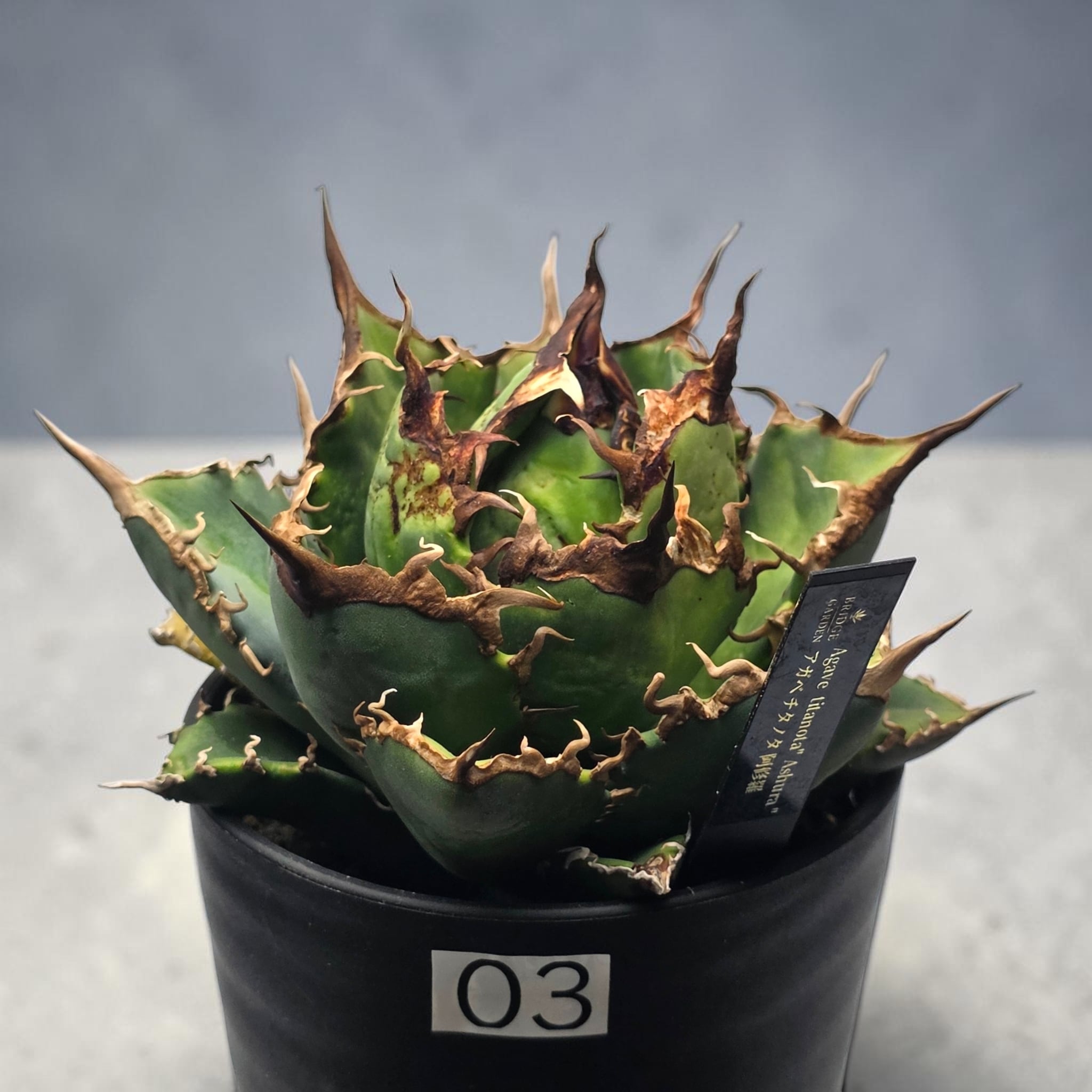 アガベ チタノタ 阿修羅 (Agave titanota 'Asura') | BRIDGE GARDEN