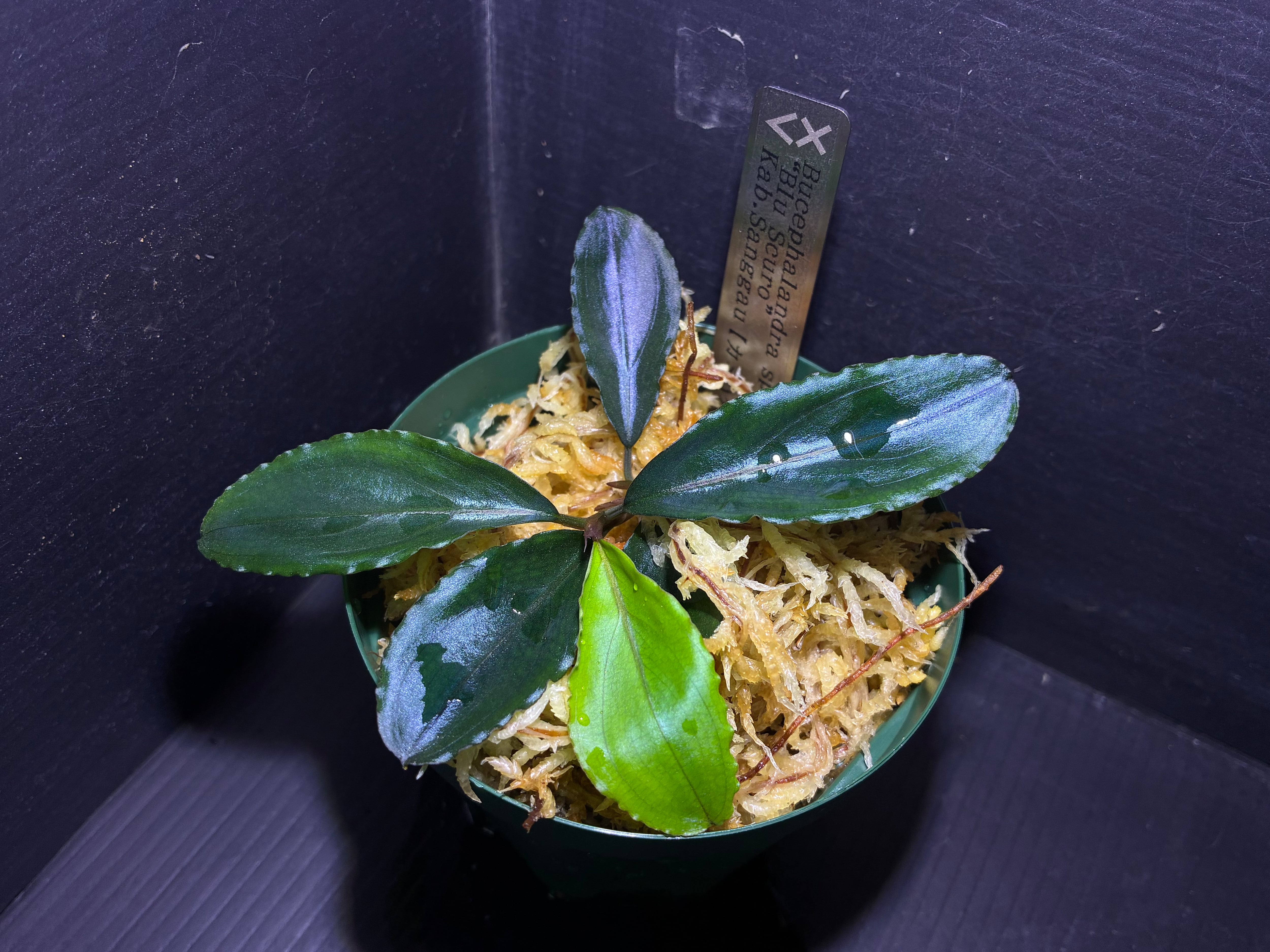 Bucephalandra sp. 
