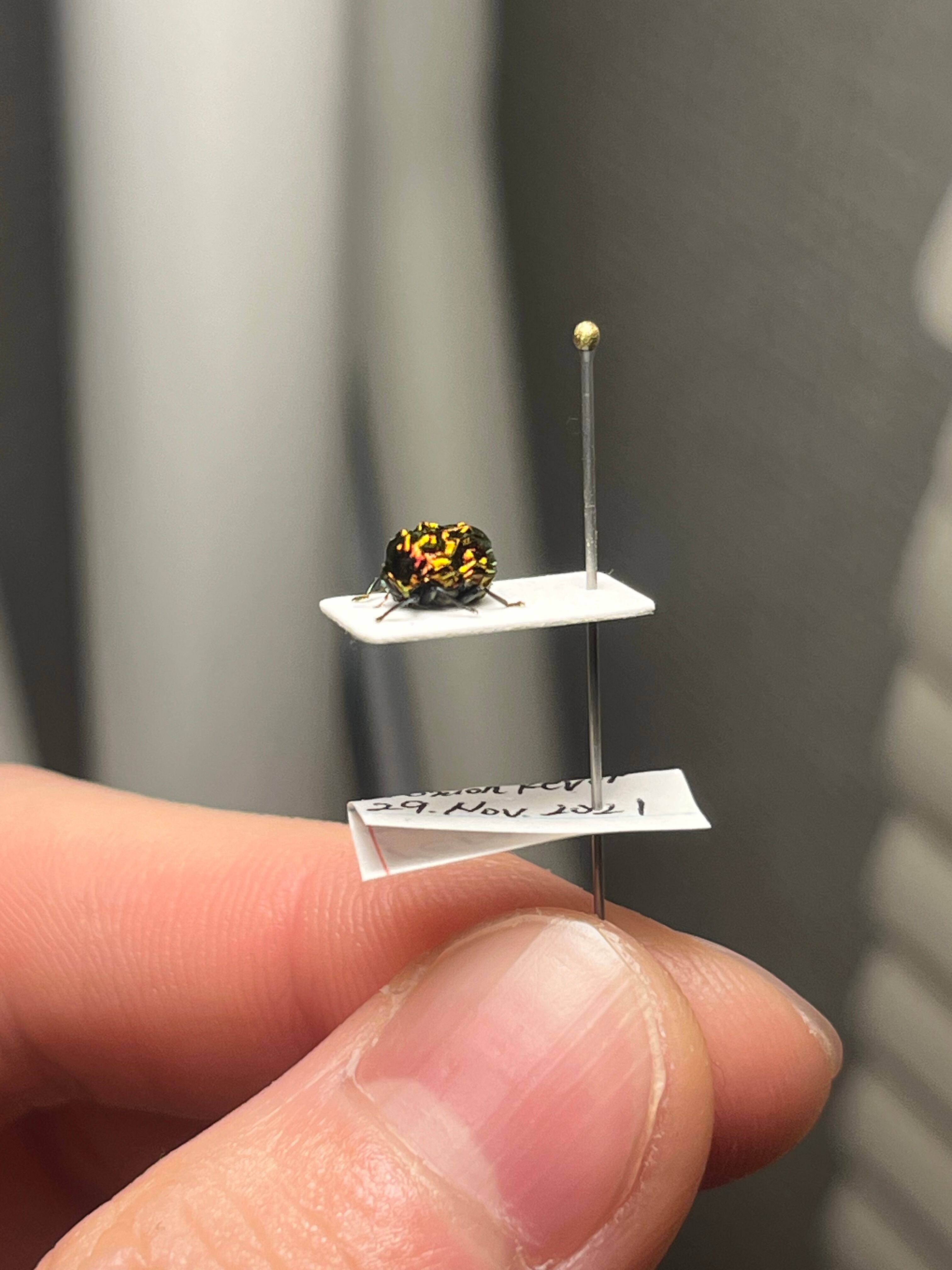 4mm】アカガネオオコブハムシ 赤銅色 コメツキムシ昆虫標本甲虫