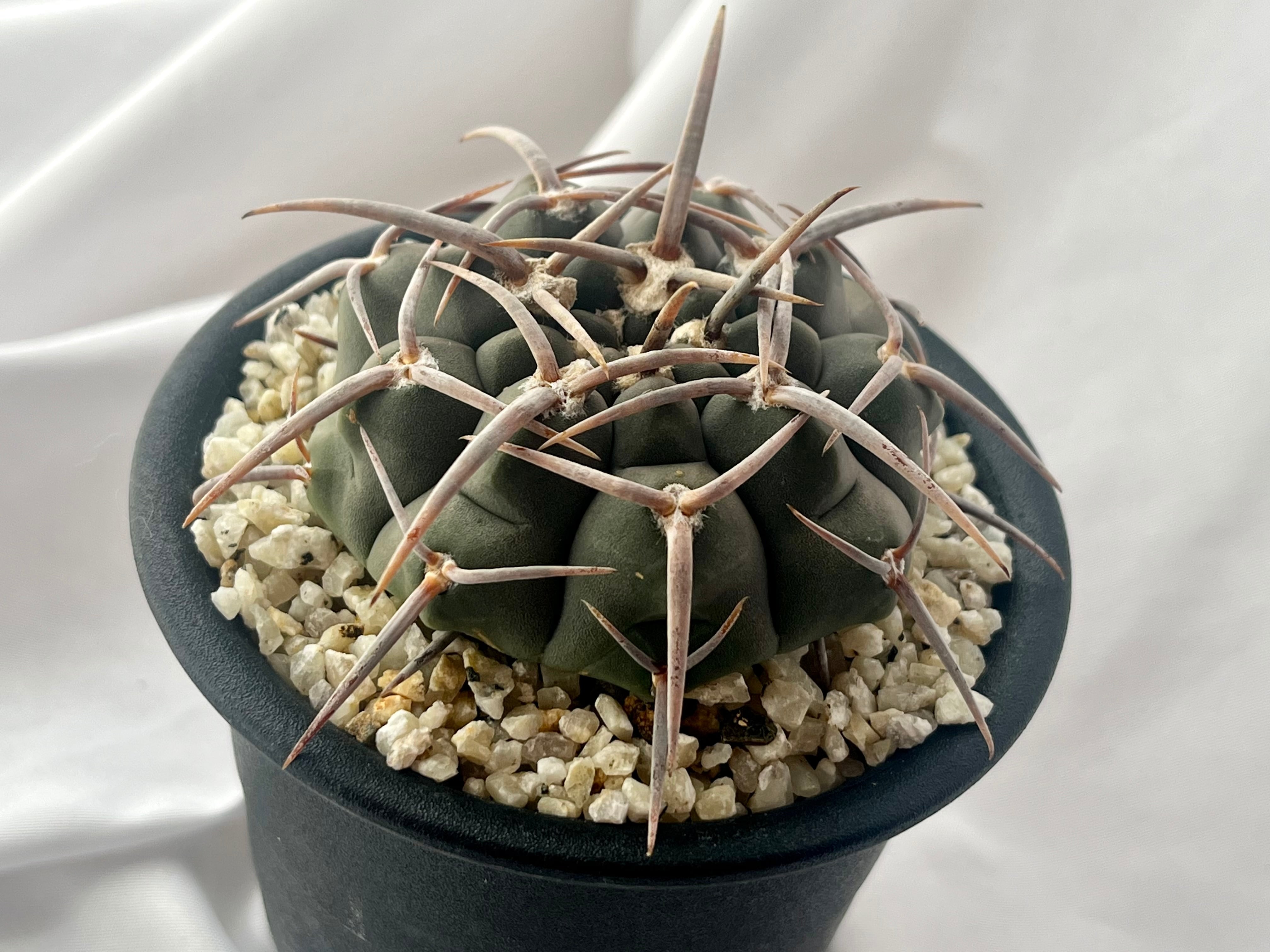 Gymnocalycium vatteri ギムノカリキュウム スーパーバッテリー 長刺