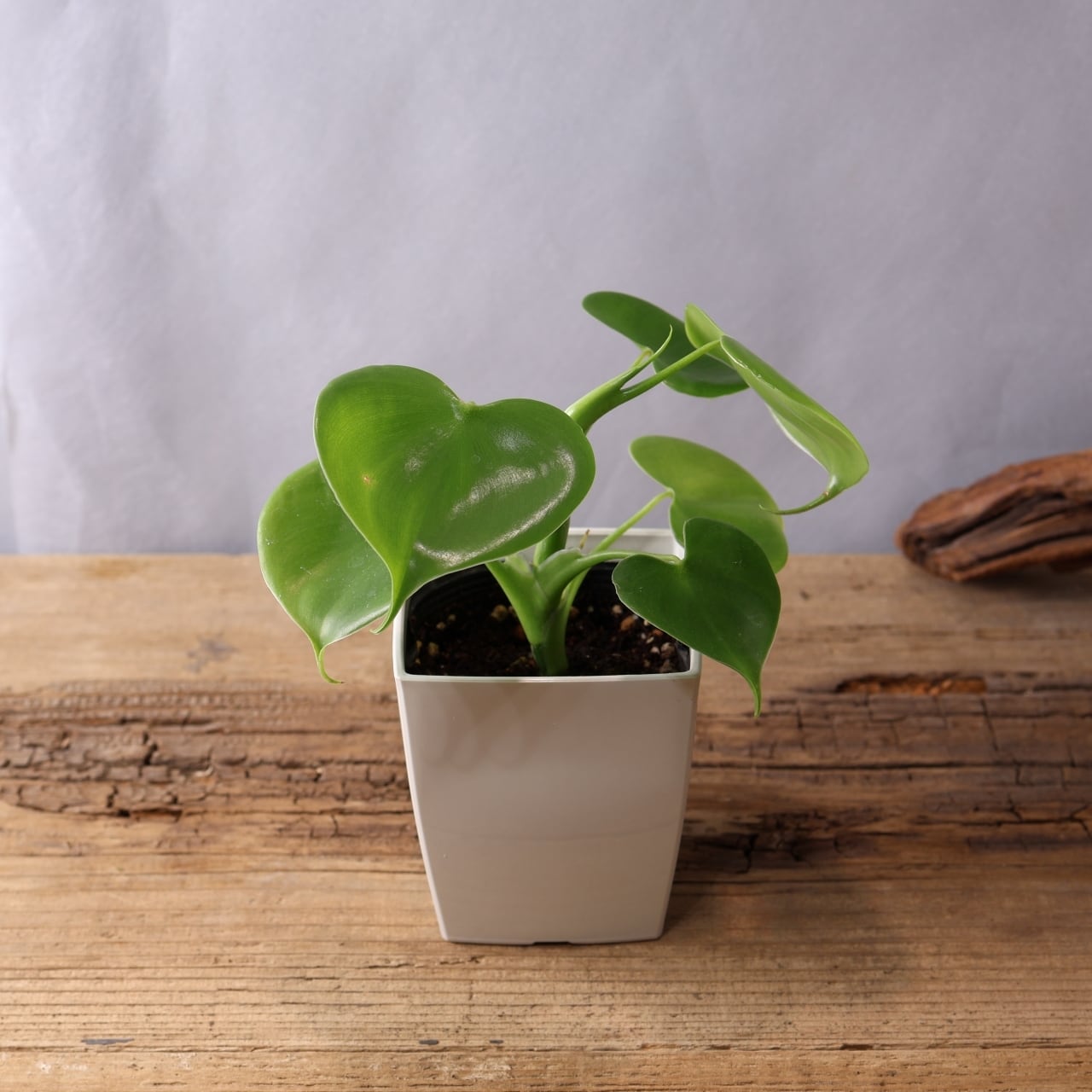 346 連なるハートリーフ『ハートフィロデンドロン Philodendron