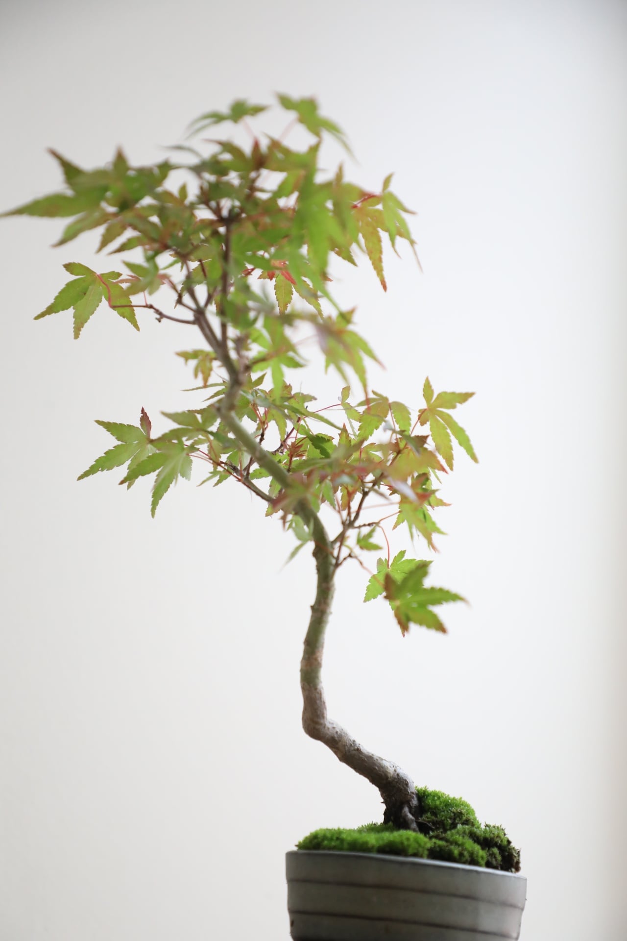 S】モミジ 盆栽 樹齢15年/Japanese maple bonsai ※陶器鉢付き | 【厳選