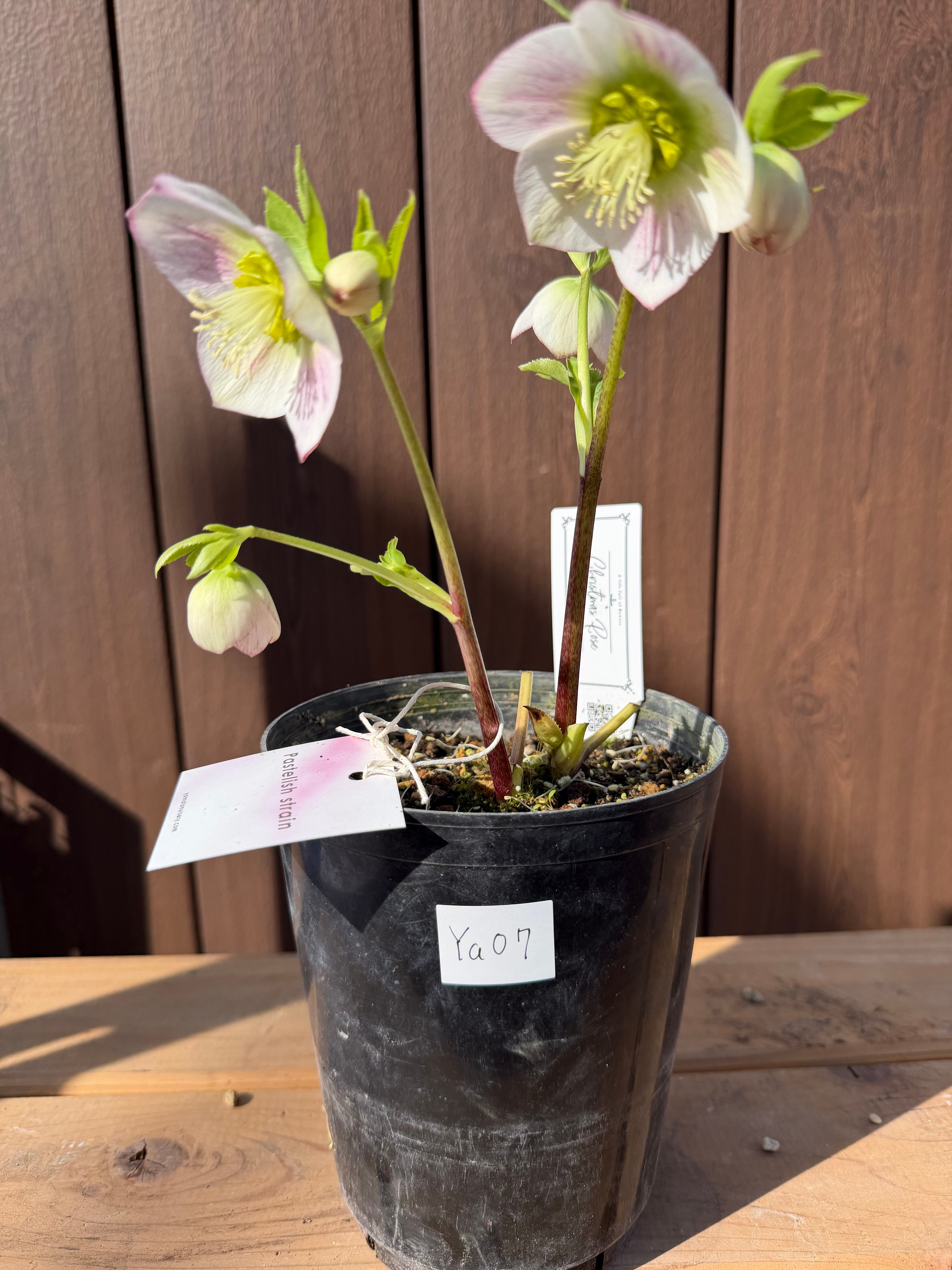 パステリッシュストレイン 大和園 クリスマスローズ【Ya07】送料無料