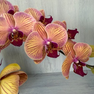 【色が素敵なお宝商品　即出荷】　ミディファレ　黄/桃　　5本