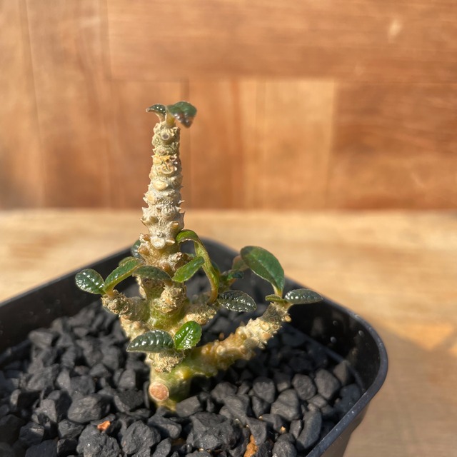 Dorstenia gigas【ドルステニア・ギガス・実生】