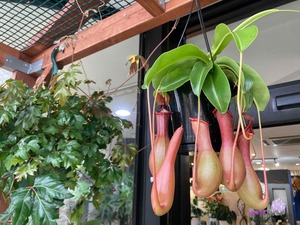 ネペンテス・アラータ