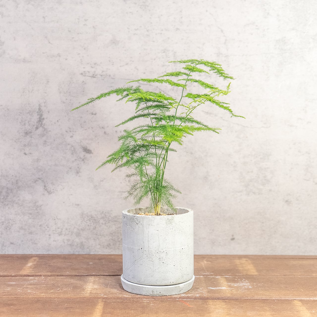 繊細なレースのような造形が際立つアスパラガス・プルモーサスナナス｜無骨な質感が植物を惹き立てる【手づくりモルタル鉢】の一点物／虫発生抑制【全国一律送料850円】