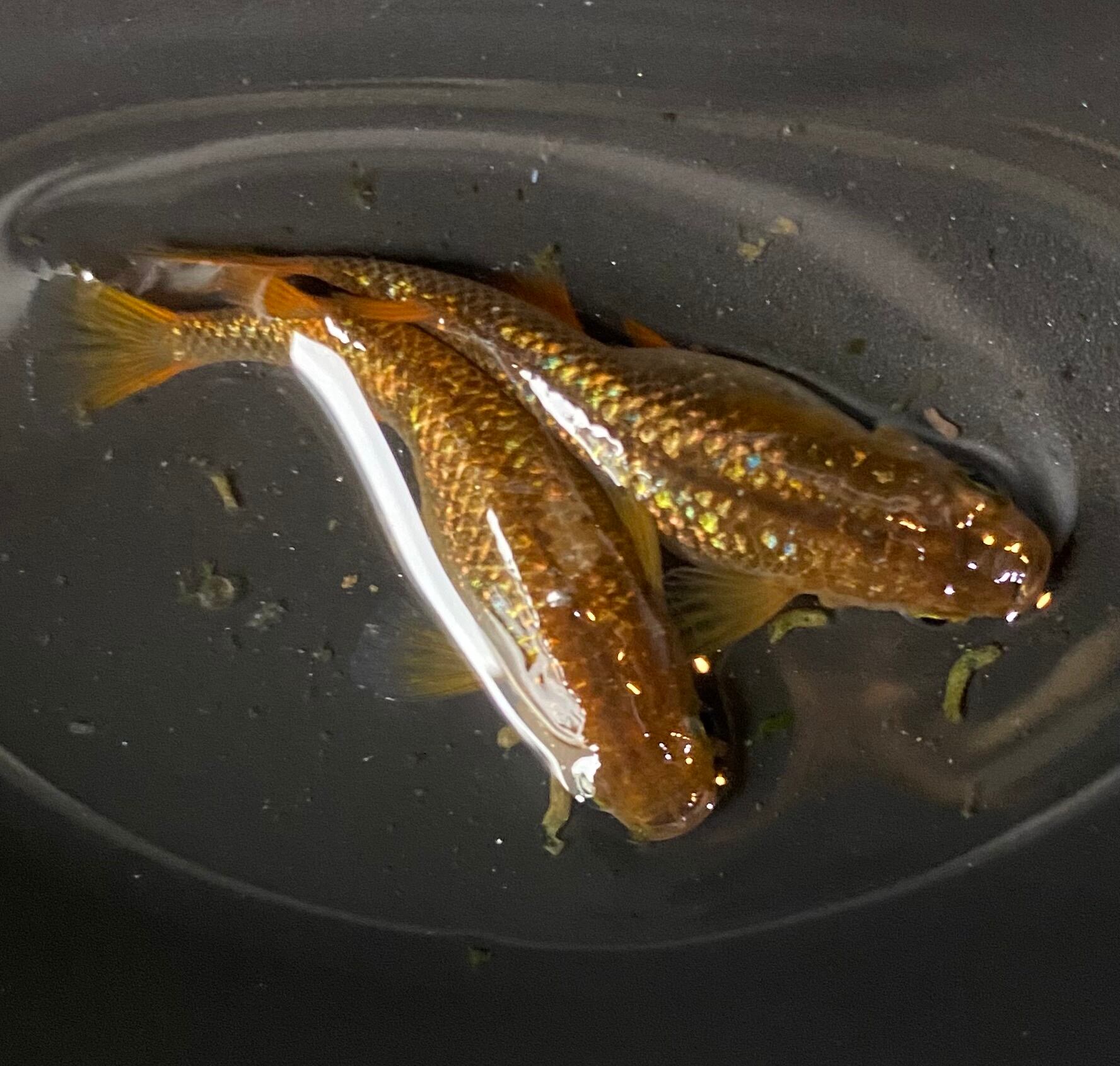 レッドクリフ紅白若魚6匹セット | メダカ専門店 Todo-Fish