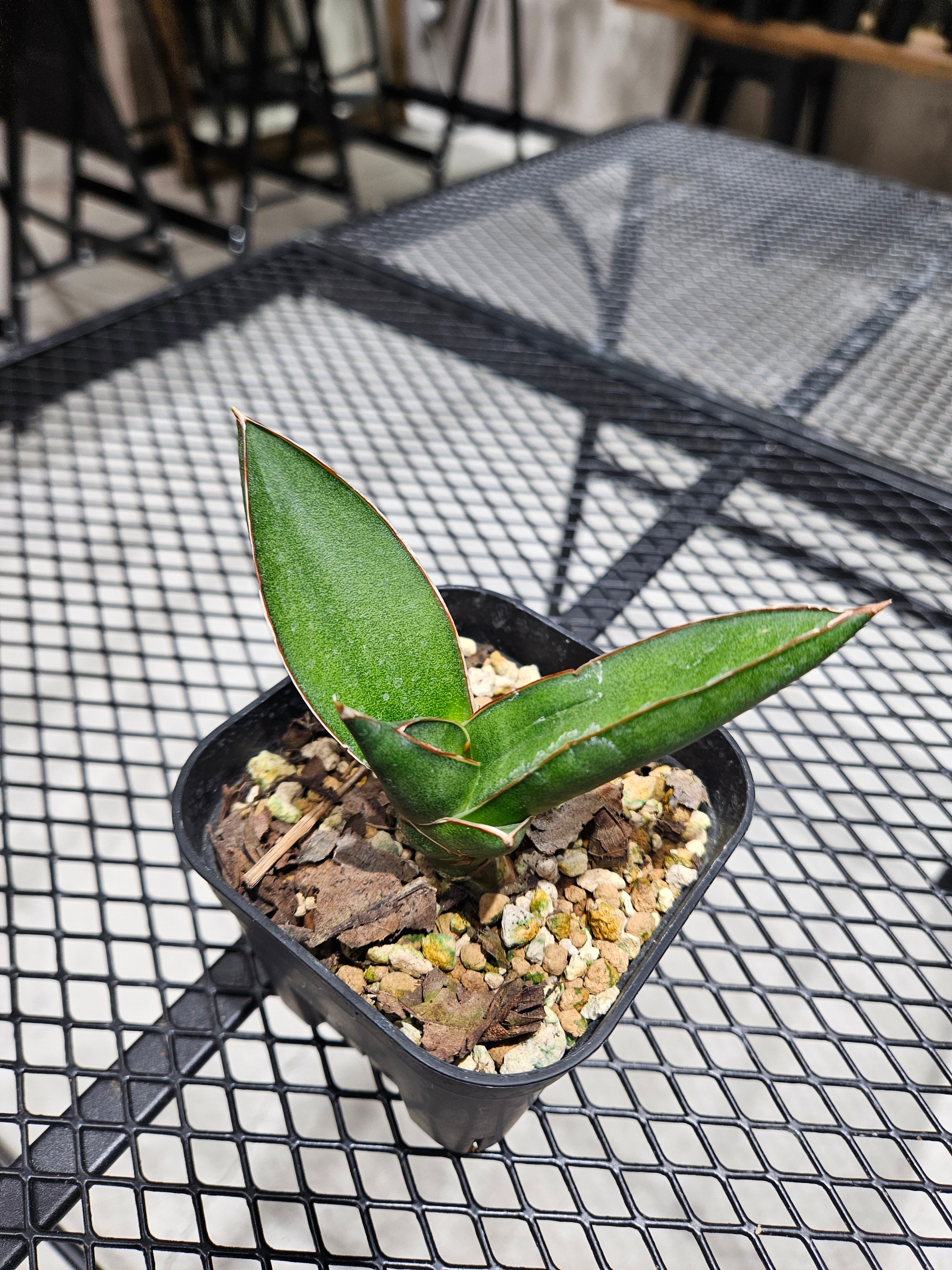 Sansevieria Opera House 【artPLANTs/PLANTS GARAGE】 サンスベリア