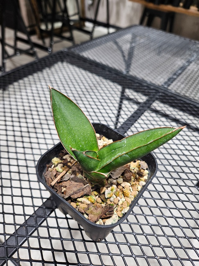 Sansevieria Opera House 【artPLANTs/PLANTS GARAGE】  サンスベリア/サンセベリア