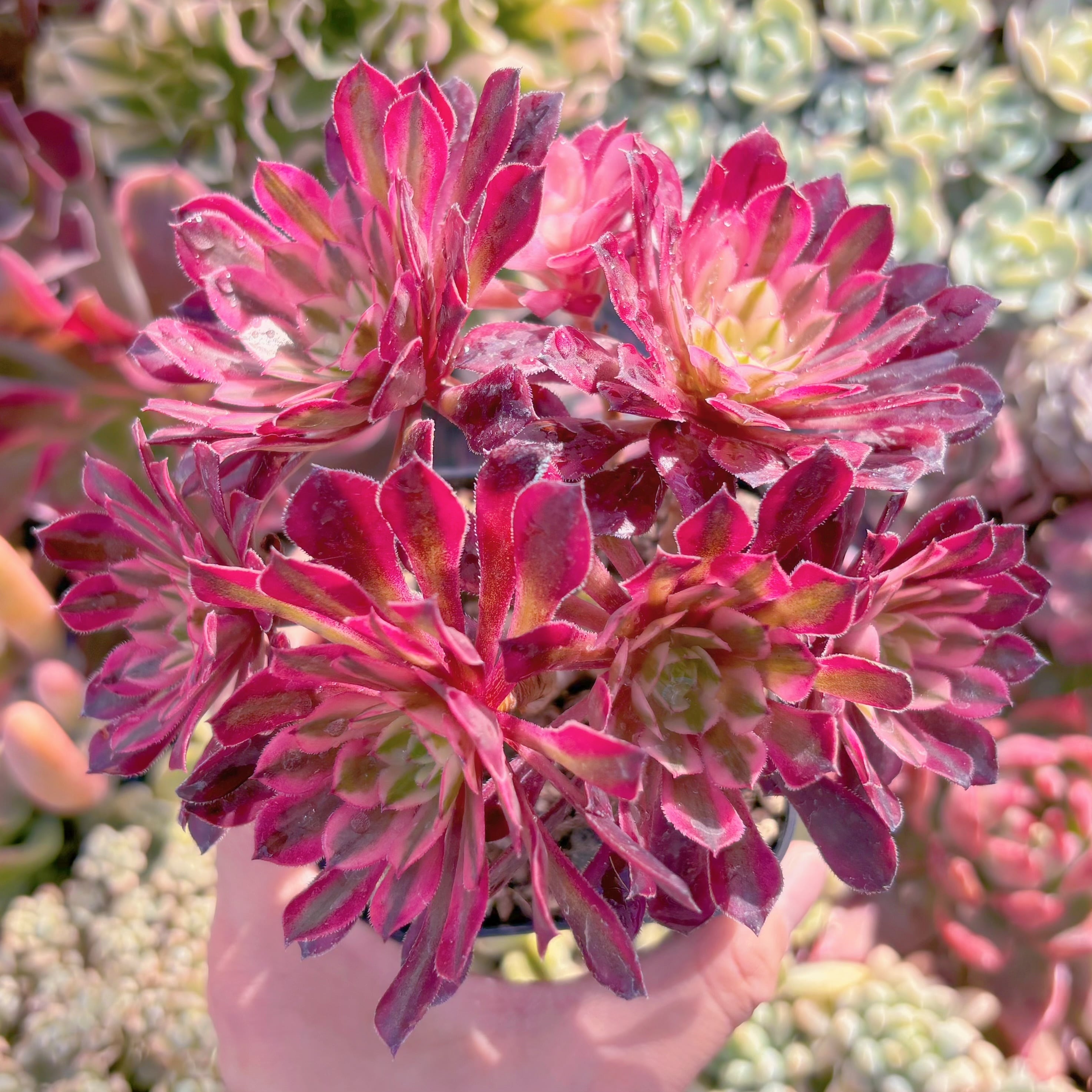 多肉植物　Aeonium   ブラックチェリー　新入荷