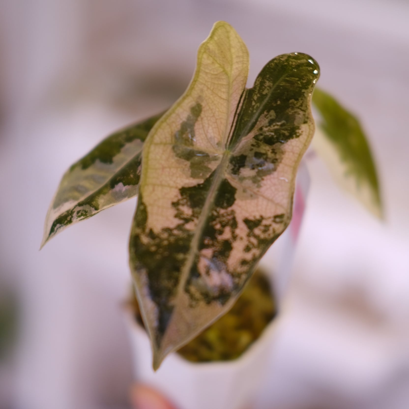 Alocasia Pseudo Sanderiana Pink Albo│アロカシア・プセウド