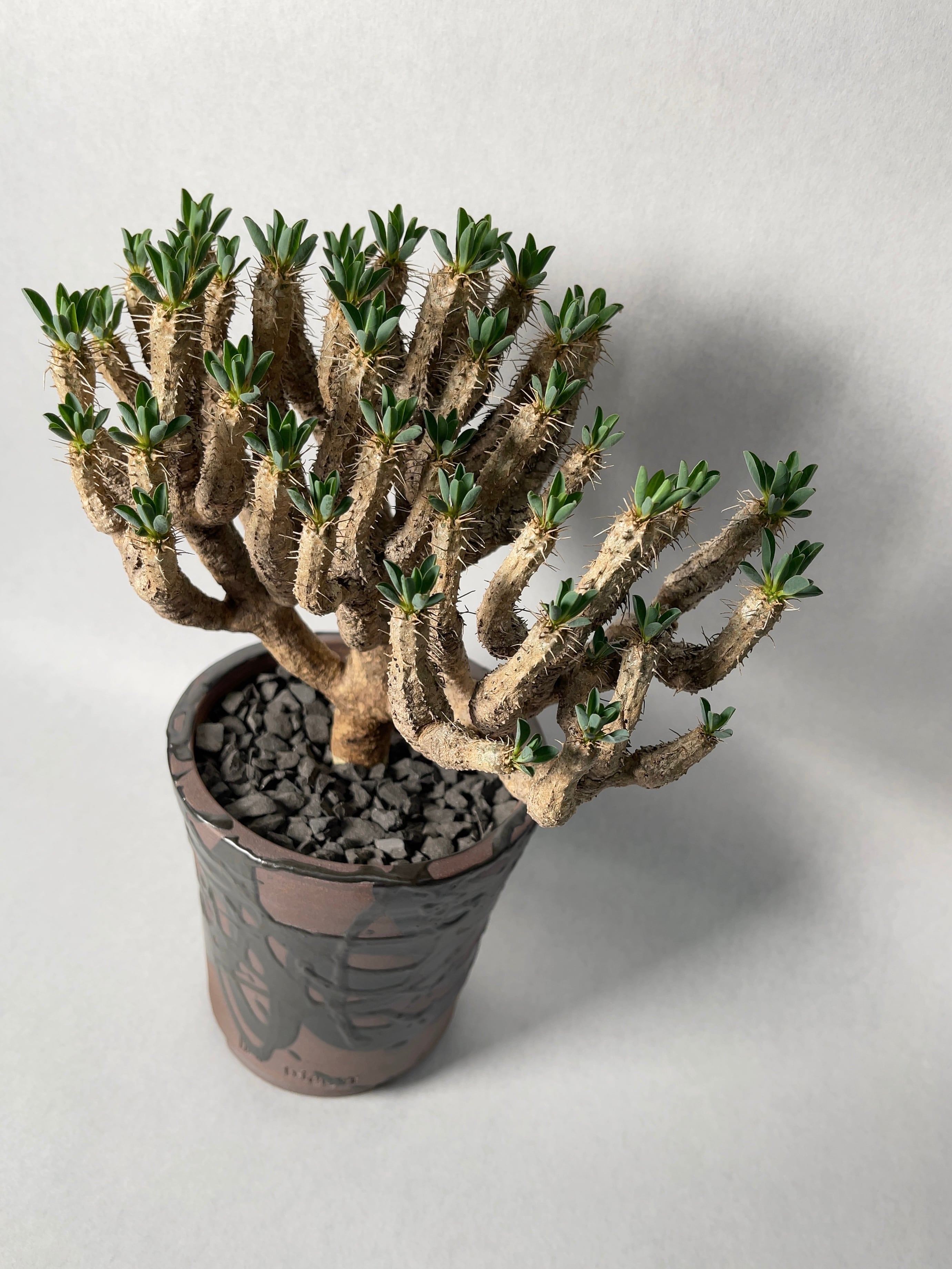 ユーフォルビア・ギラウミニアナ | trigger