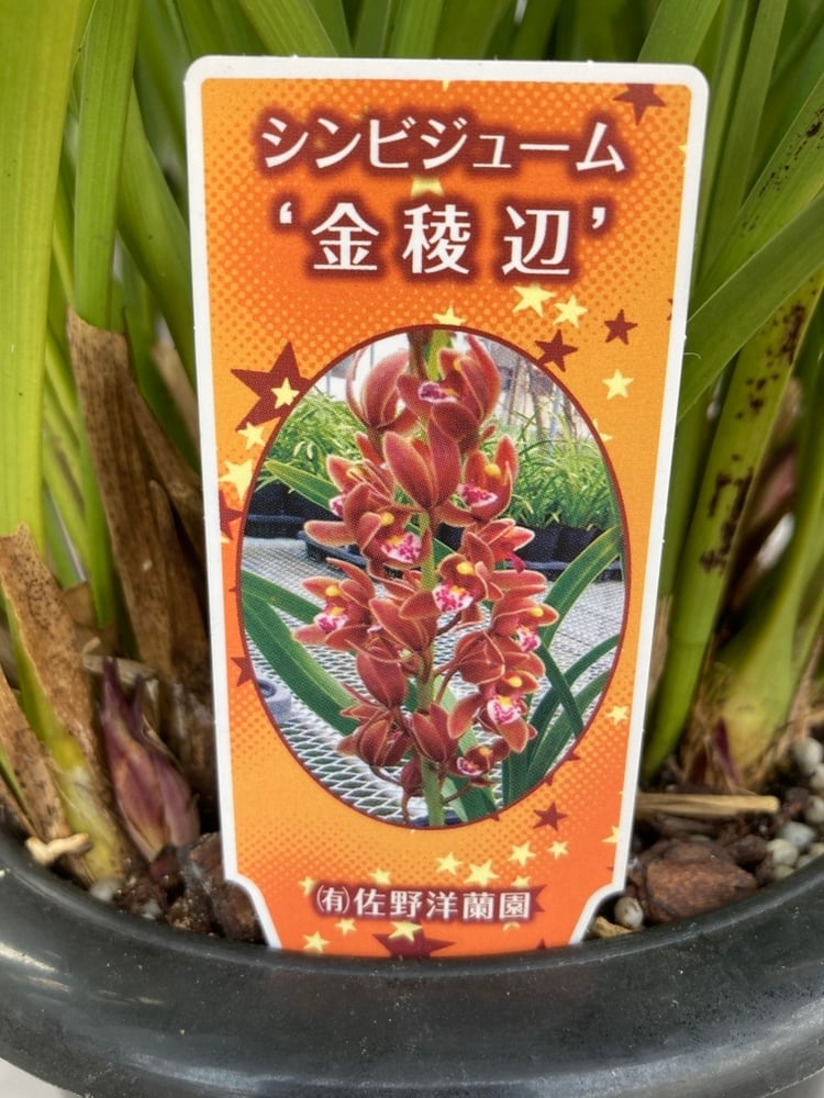 キンリョウヘン大株 花芽5芽以上 | 日本ライン花木センター