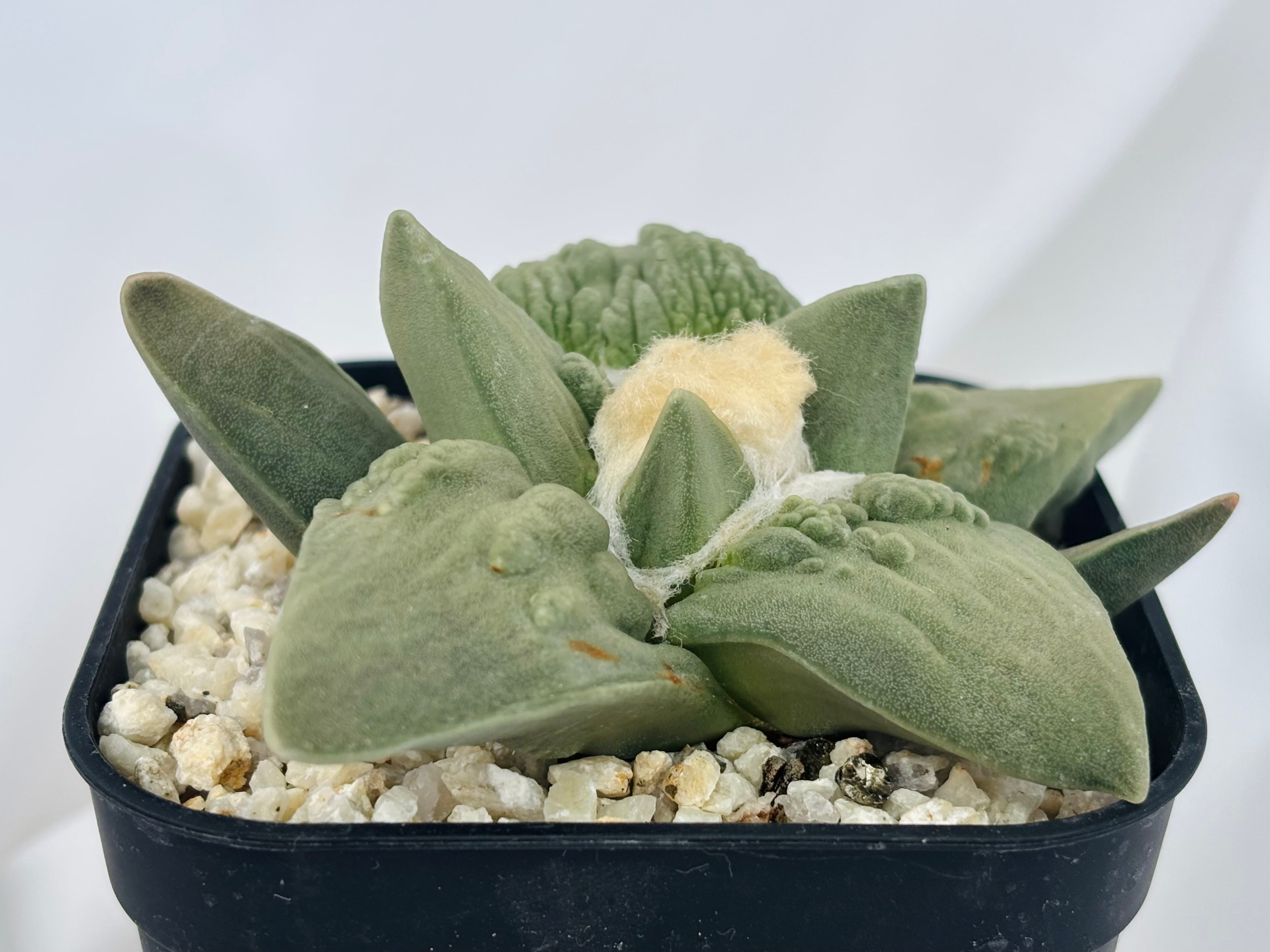 Ariocarpus Cauliflowermonst. アリオカルプス カリフラワー 花牡丹モンスト サボテン