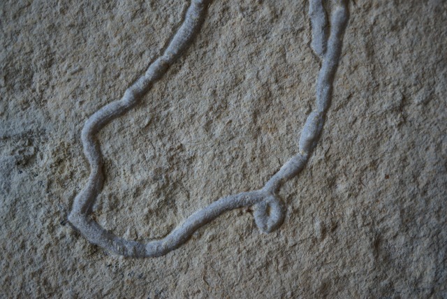 フィッシュ・コプロライト　Coprolite 1009