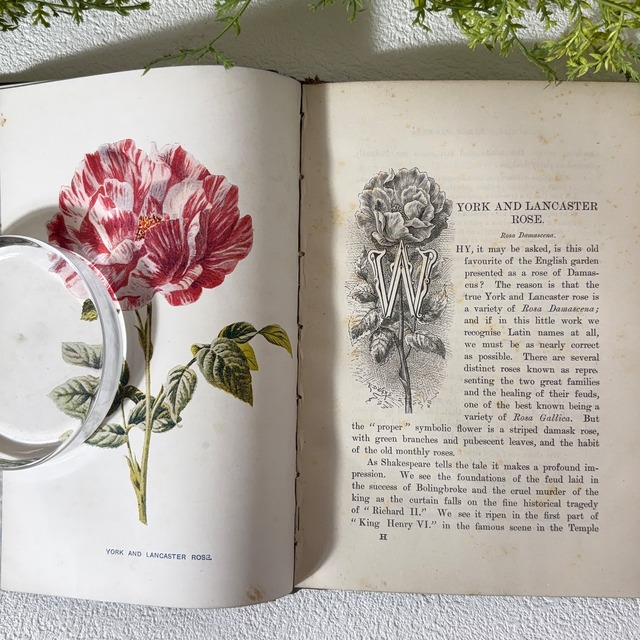 1890年 イギリス アンティーク  40プレート収録 VOL.1 植物図鑑 野の花 ボタニカル 古書 洋書 ガーデニング 2407013