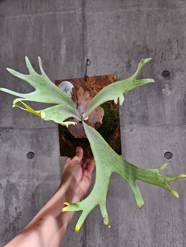 P. Willinckii cv. Sailor Mercury  (OC)  【artPLANTs/PLANTS GARAGE】  ビカクシダ/Platycerium