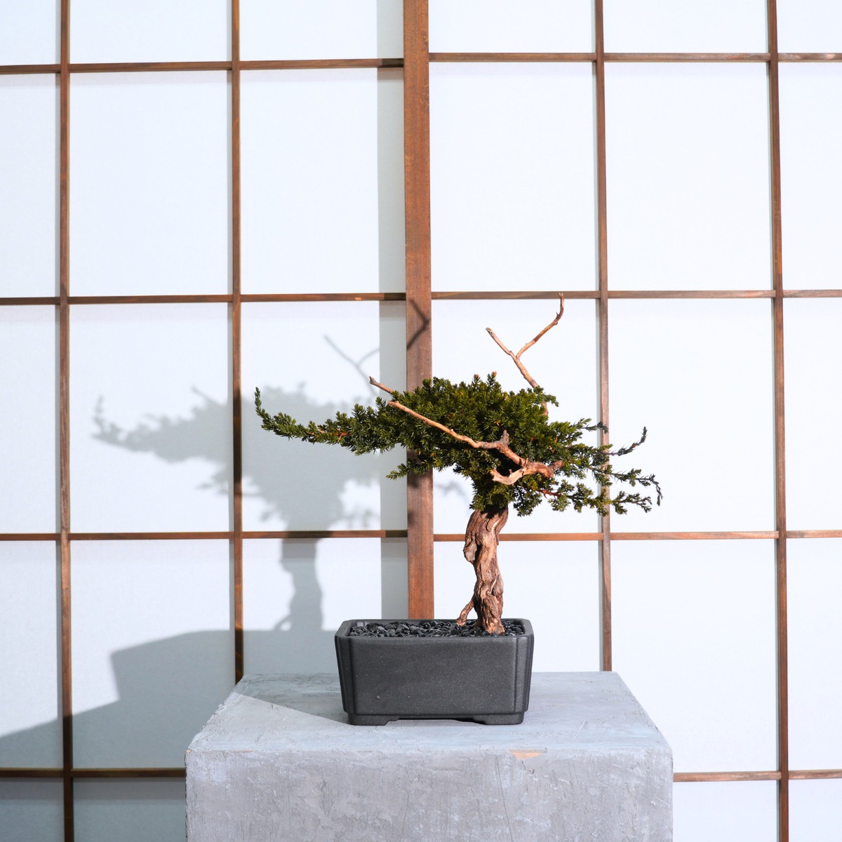 枯吹盆栽 -KABUKU BONSAI- 】 KB-001 | SANOYOI －咲の宵－