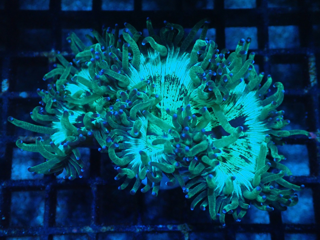 Catalaphyllia XS Size 3”