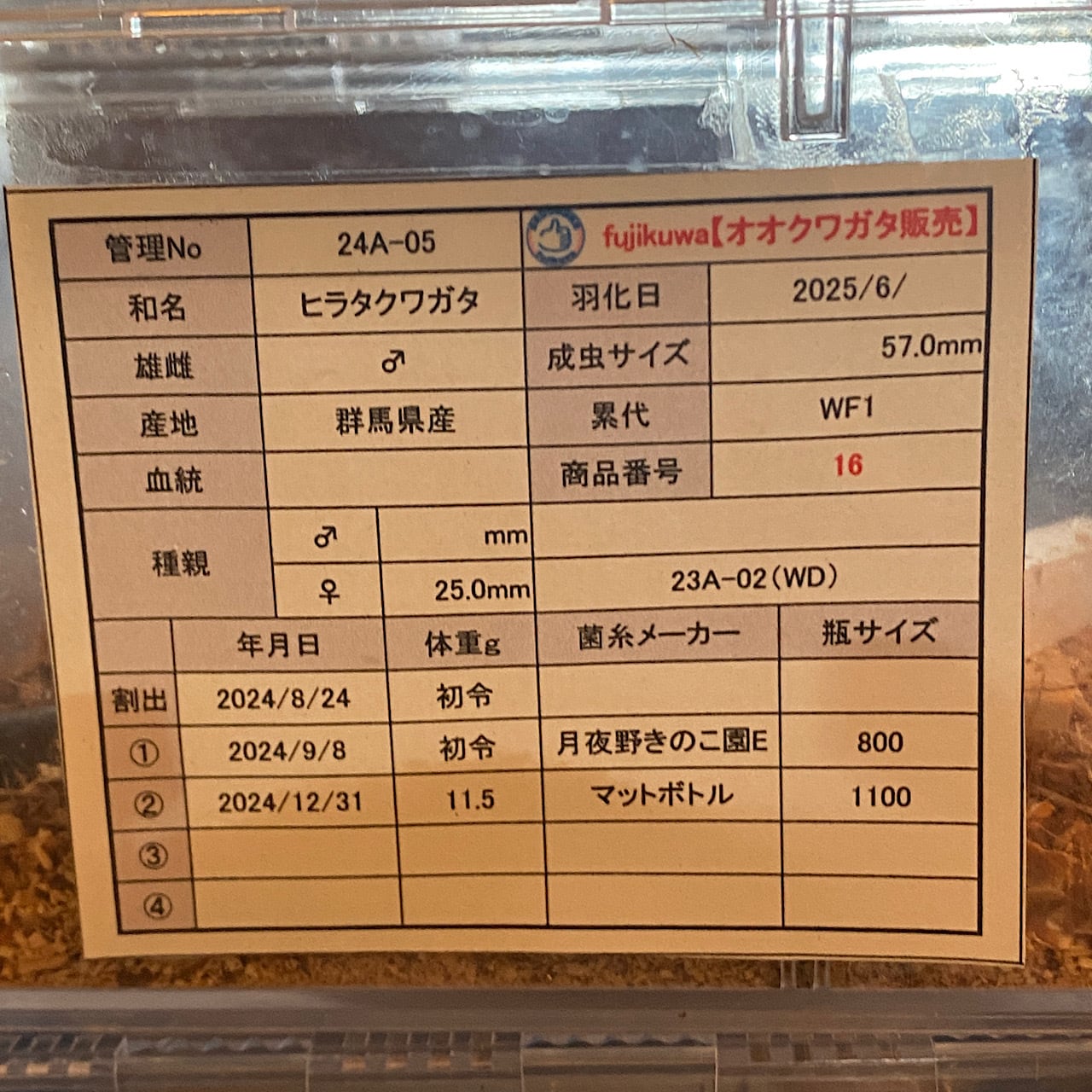 16】♂57mm・♀34mm本土ヒラタクワガタ ペア 群馬県産 | Pay ID