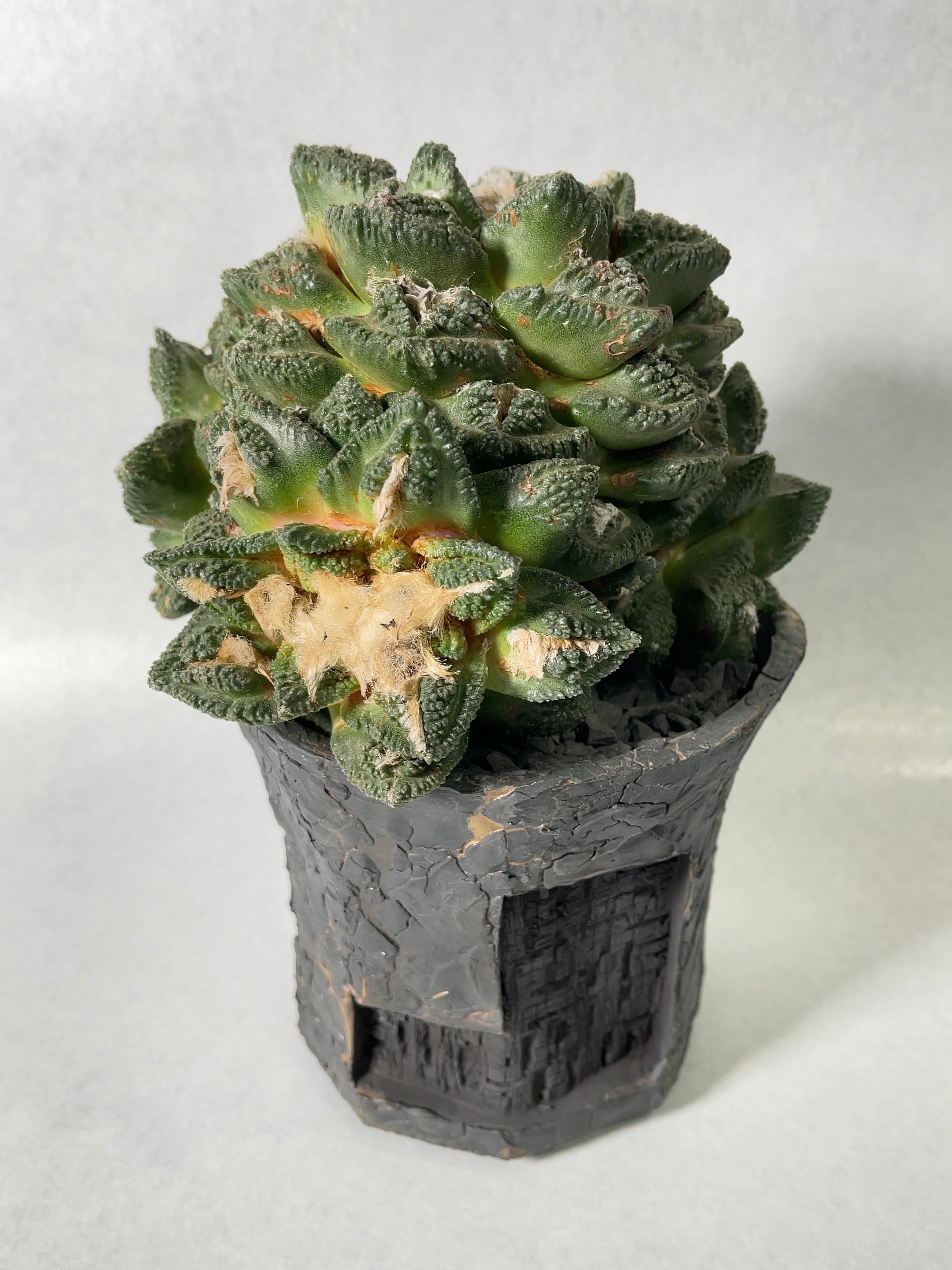 アリオカルプス・亀甲牡丹 | trigger