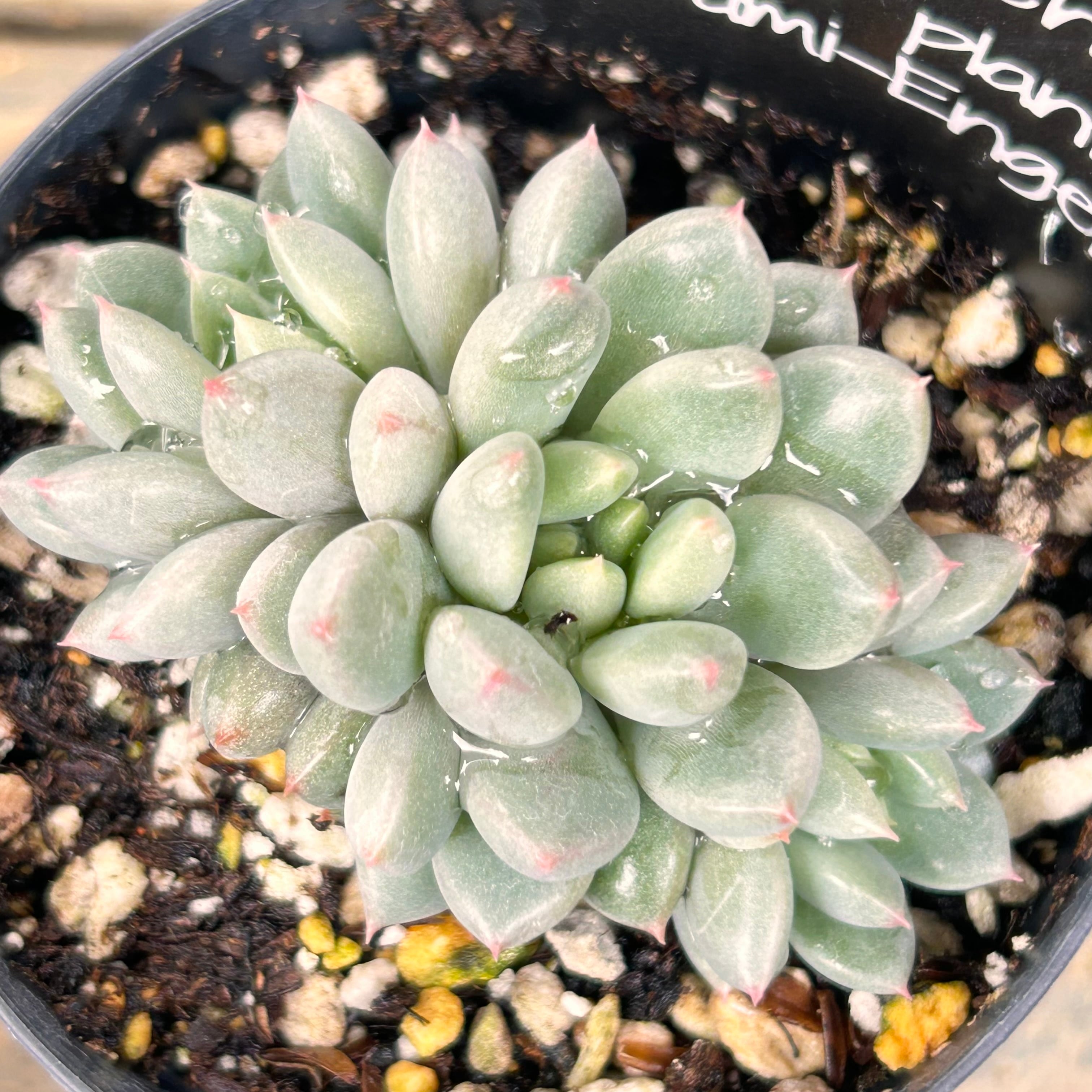 ショコラ | RuPo 多肉植物専門店