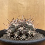 Eriosyce pulchella 【エリオシケ・プルケラ】