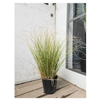 【長谷川様】Carex flagellifera 'Kiwi'