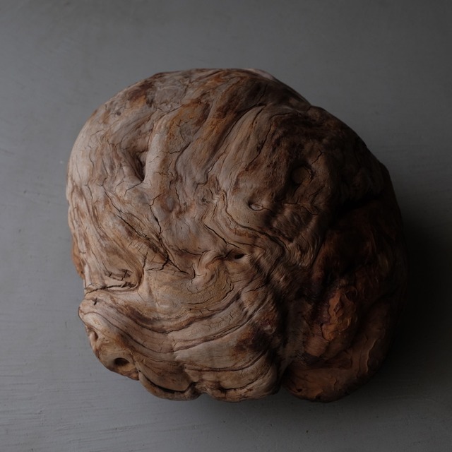 Tree burl