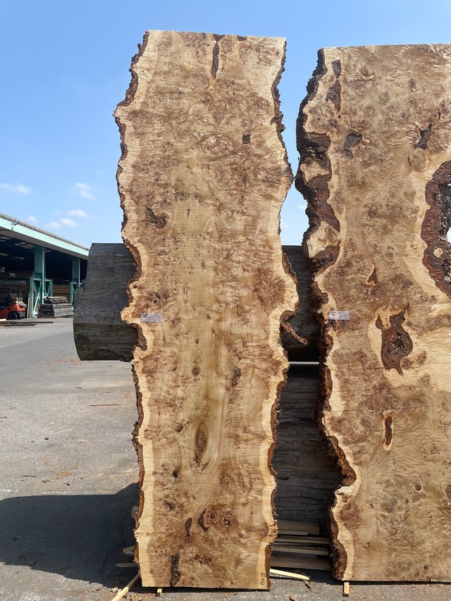 ポプラ瘤_3200×450-800×60_Web限定_オーダー用原板 T1927 T