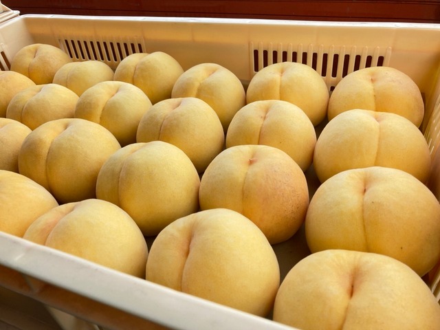 【桃】スウィート光黄 ３㎏（8ｰ10個） ＜ 8/25-9/10頃の限定品♬＞ Peach "Sweet Kouki"