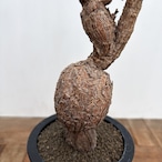 Pelargonium triste【ペラルゴニウム・トリステ】