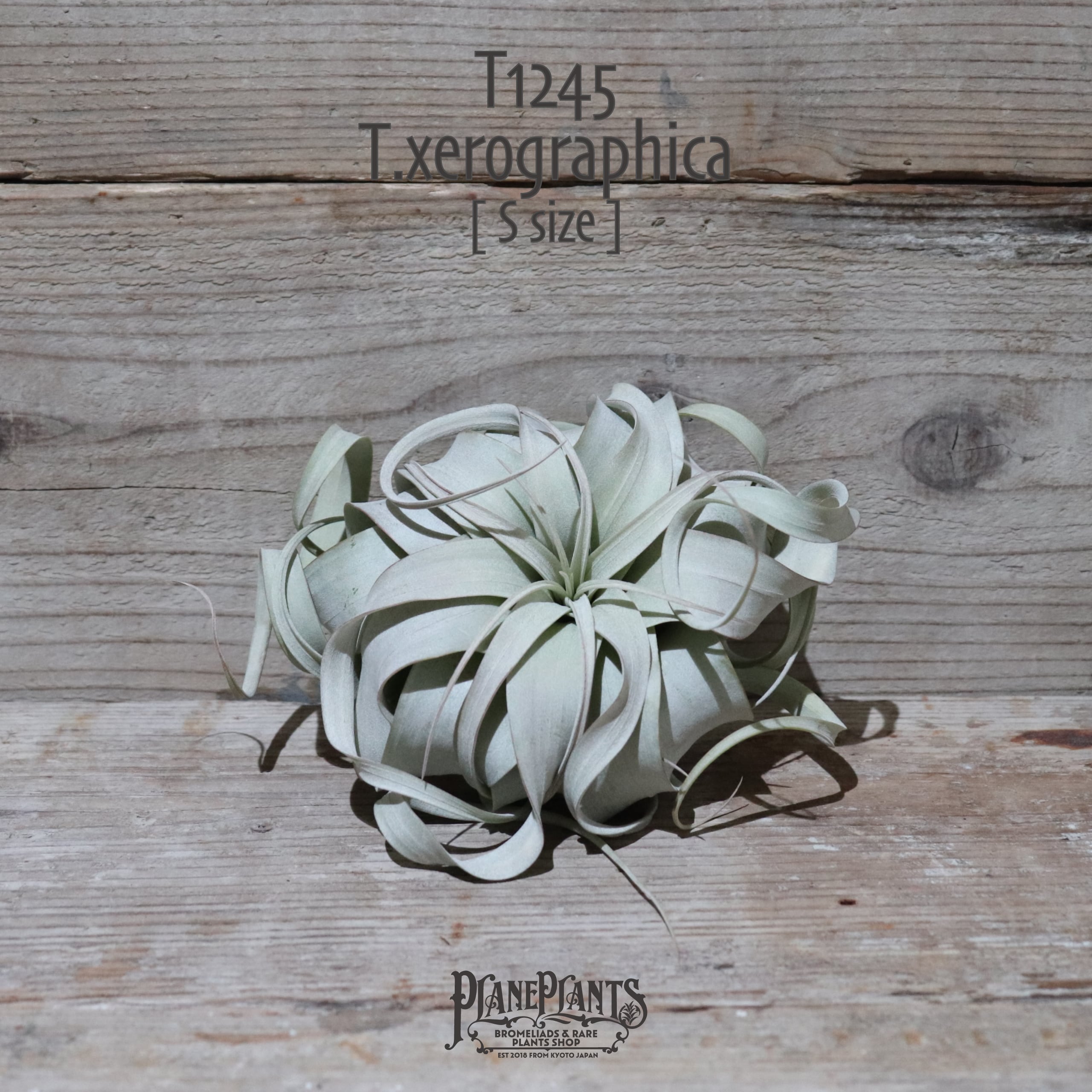 【送料無料】キセログラフィカ S 〔エアプランツ〕現品発送T1245