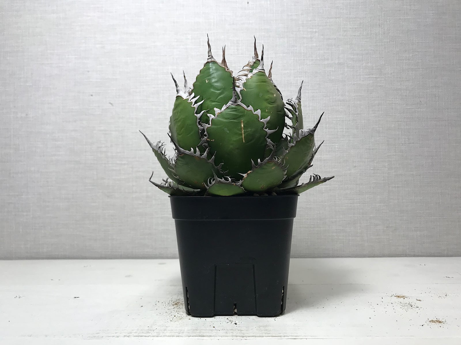 アガベ ホリダ