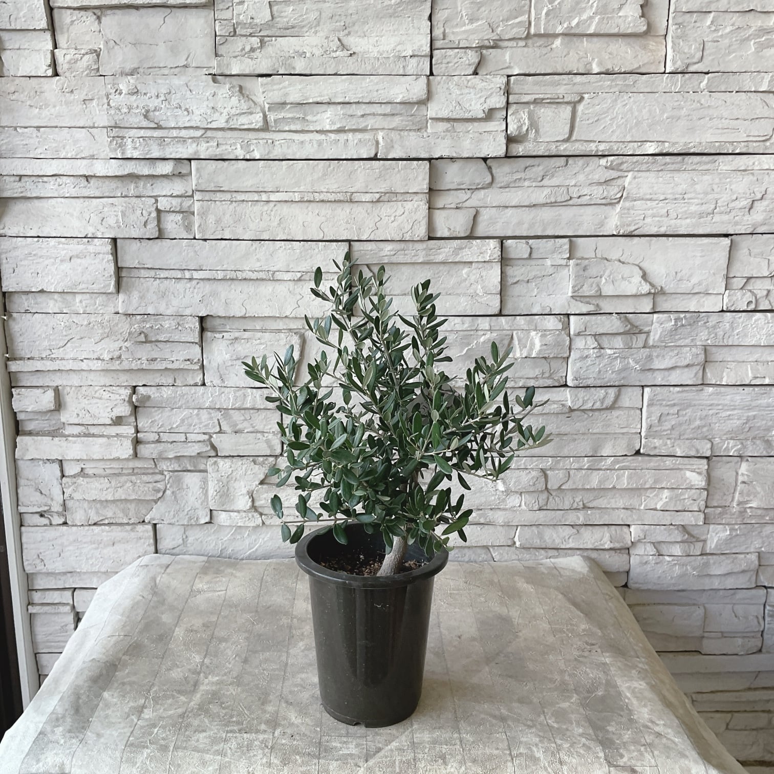 オリーブの木 | 橋本種苗園