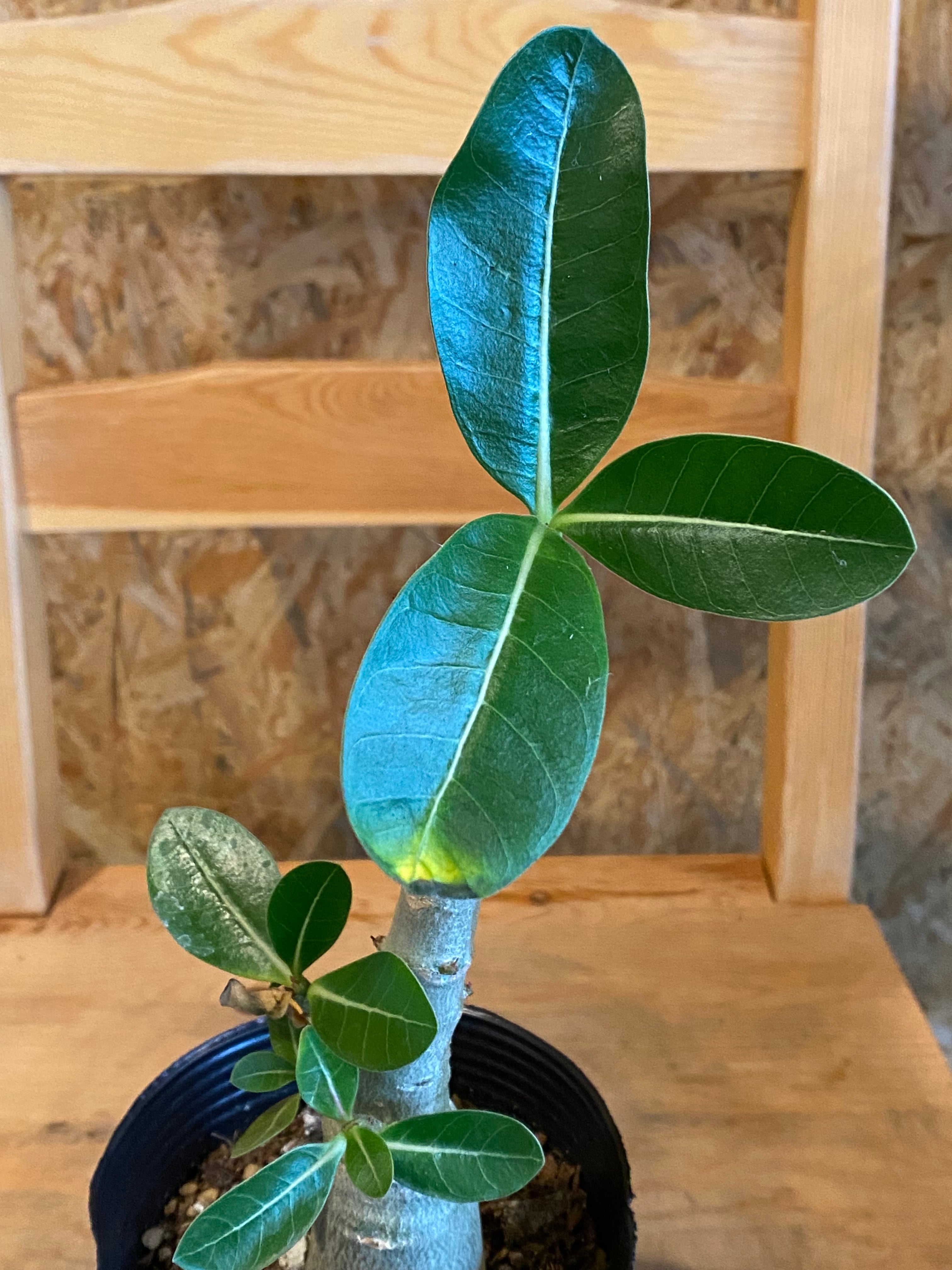 アデニウム ブラックジャイアント H36cm W20cm 口径12cm | Garden Varejo