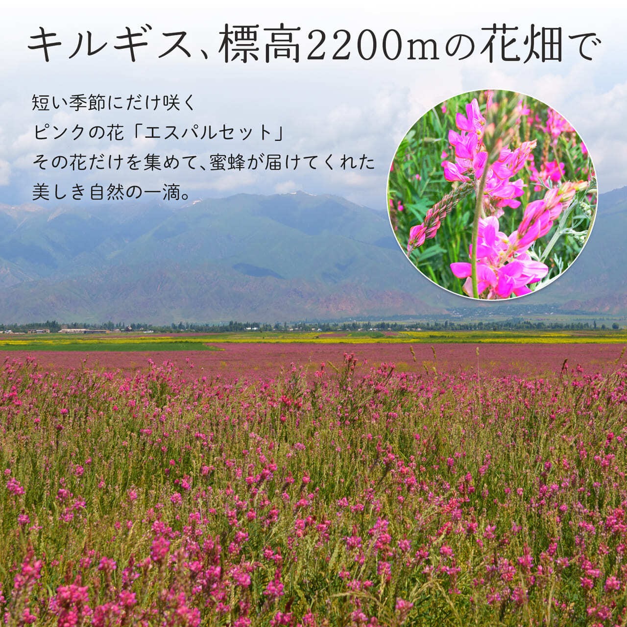 【お試し用】白いはちみつ 45g (税込)