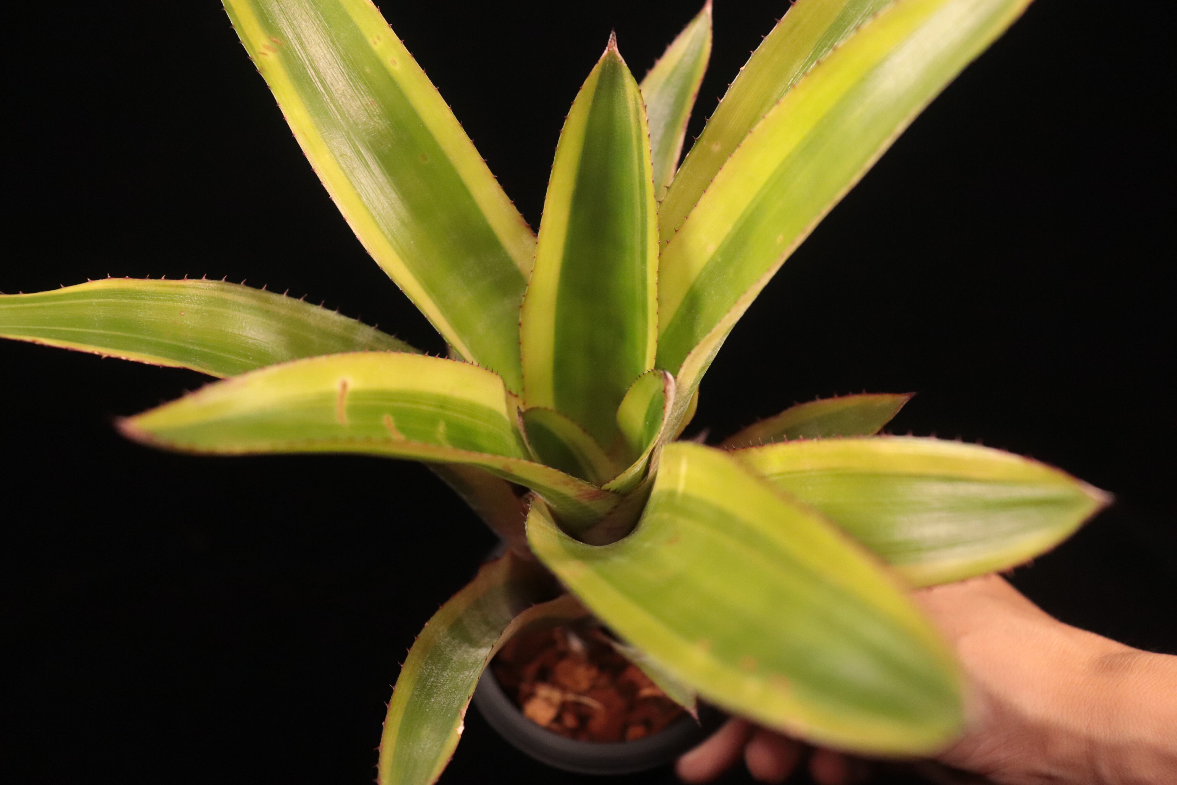 Quesnelia testudo 'Farro'〔ケスネリア〕Q36 | plane plants