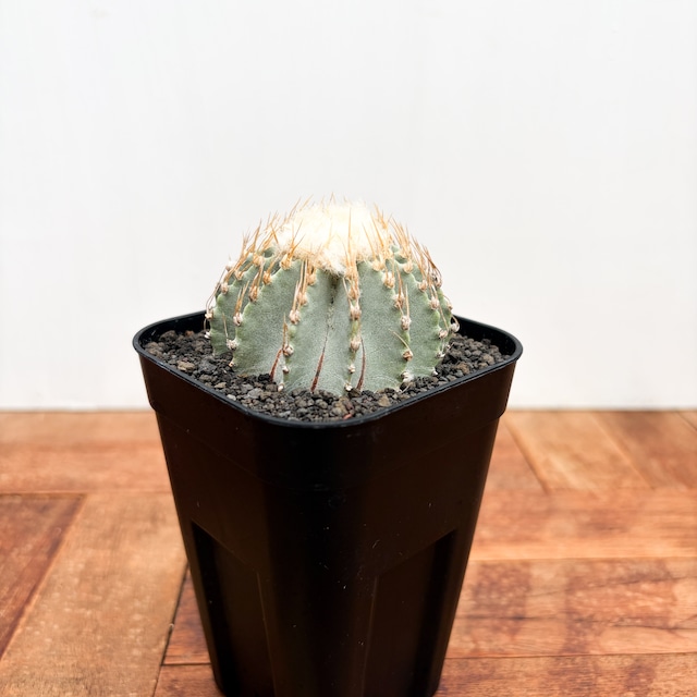 Geohintonia mexicana【ゲオヒントニア・メキシカーナ】