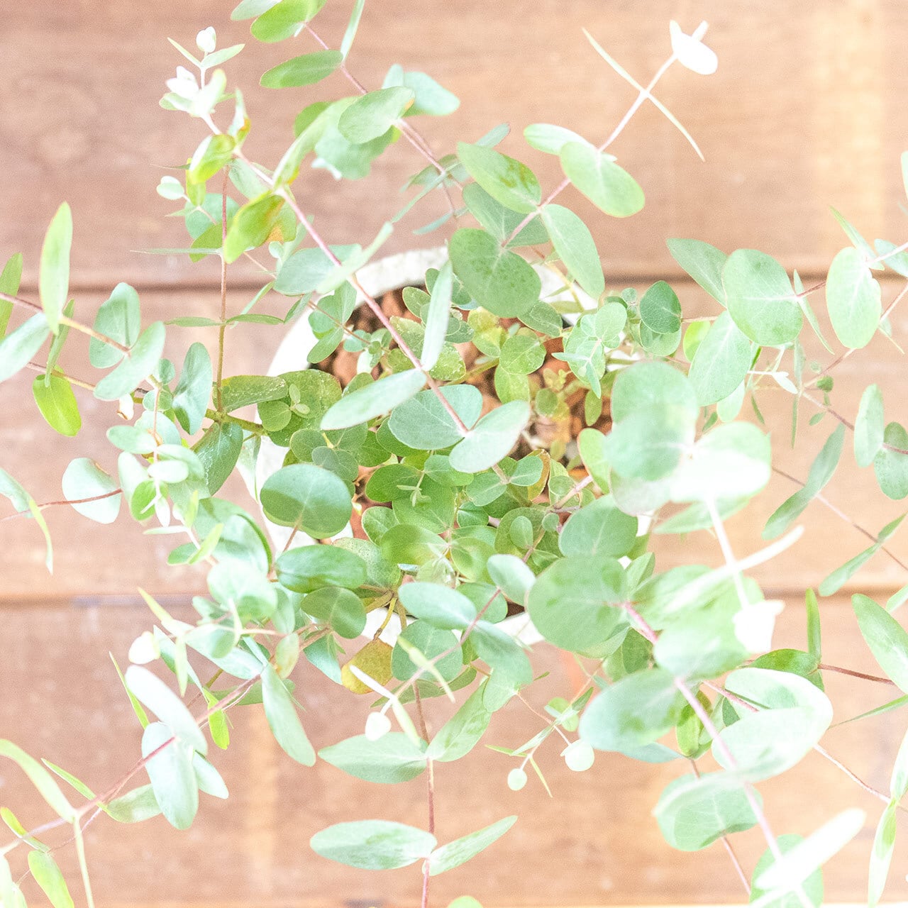 【涼しげなシルバーリーフ】厳選仕入れのユーカリ・グニー。無機質な手づくりモルタル鉢が、繊細な葉の動きを際立たせる特別な仕立て｜虫発生抑制｜送料全国一律850円