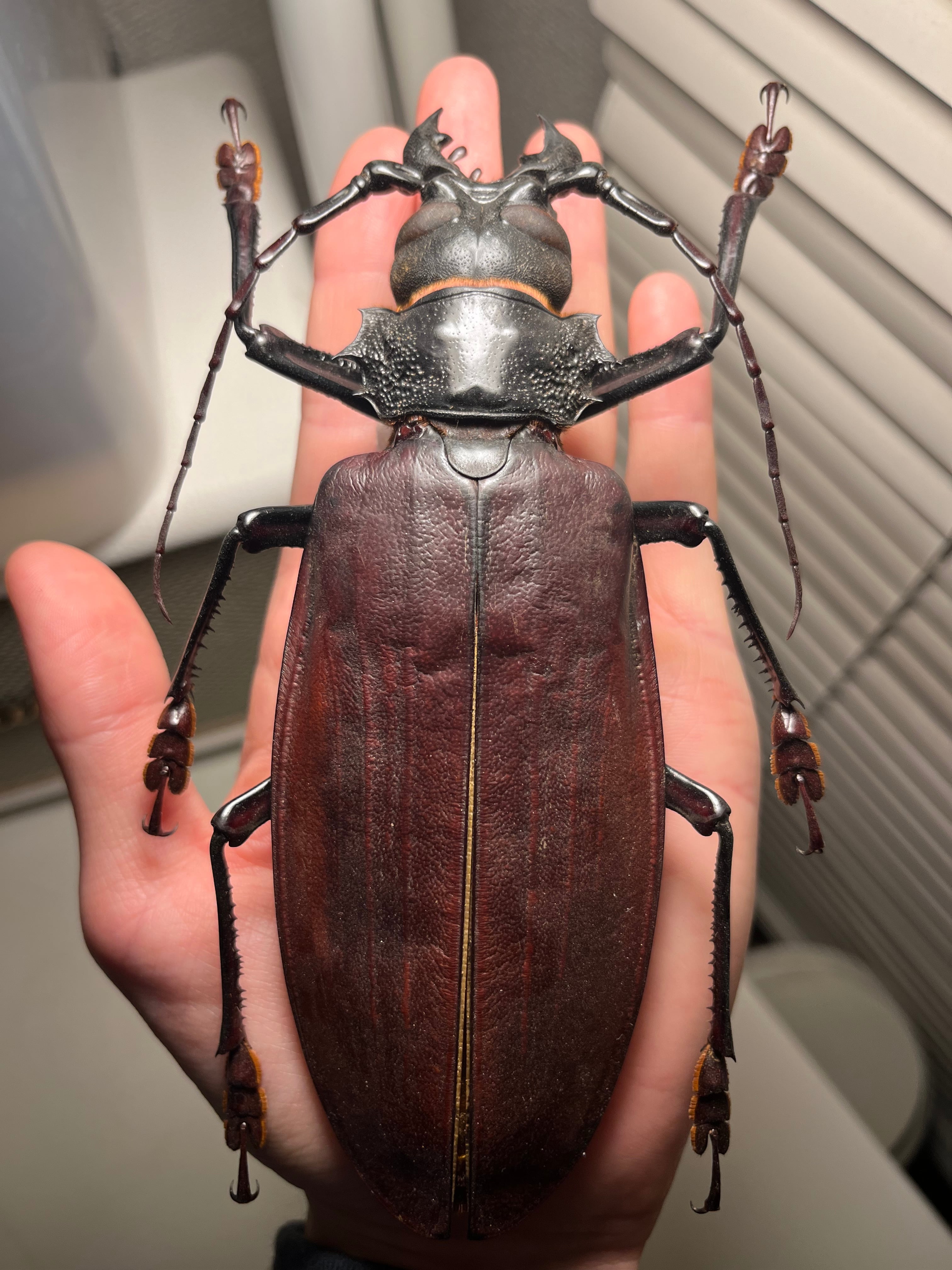 158mm】タイタンオオウスバカミキリ カブトムシクワガタハナムグリ