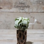 【送料無料】ストレプトフィラ S〔エアプランツ〕現品発送T1645