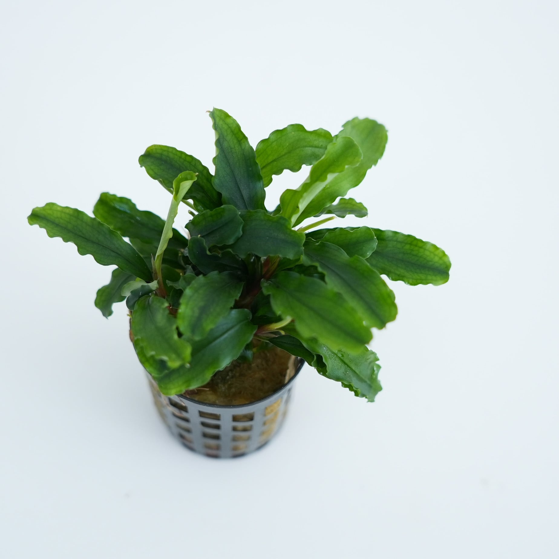 ブセファランドラ グリーンベルベット【熱帯植物】 苔テラリウム作製用